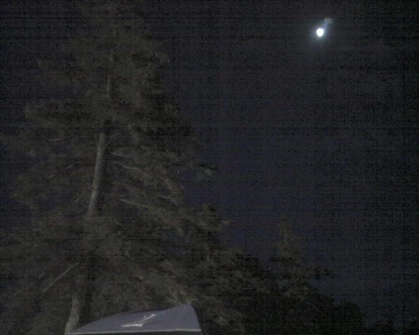 I sleep with the trees. - feature image