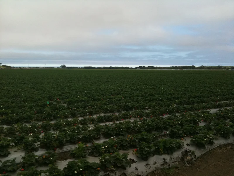 Today's ride. Flat and long. - gallery image 4