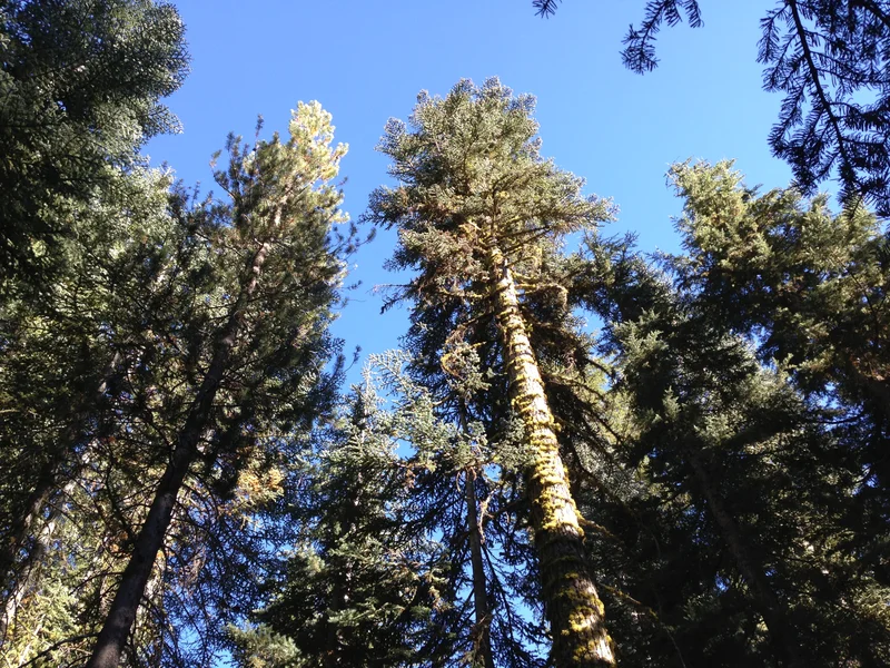 Lassen - gallery image 15