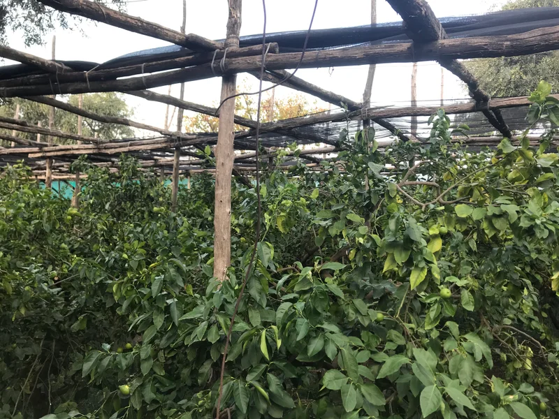 Sorrento - gallery image 9