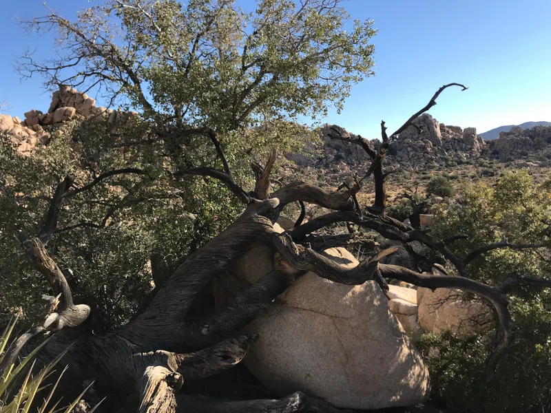 Palm Springs - gallery image 10