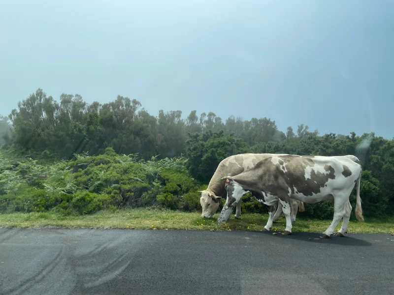 Madeira - gallery image 17