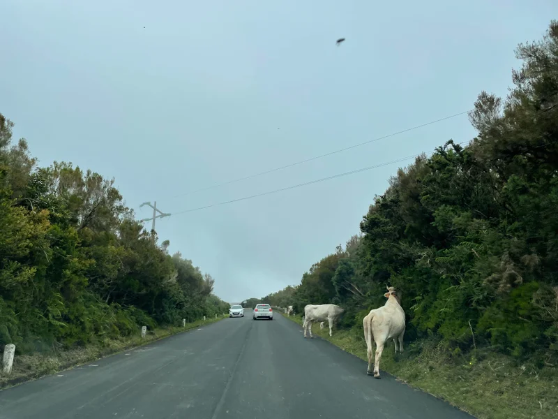 Madeira - gallery image 18