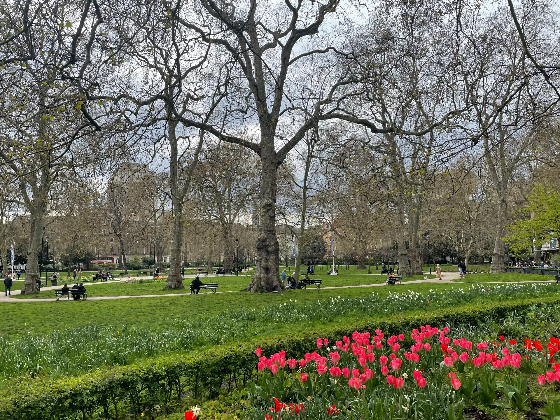 Tulip Season - feature image